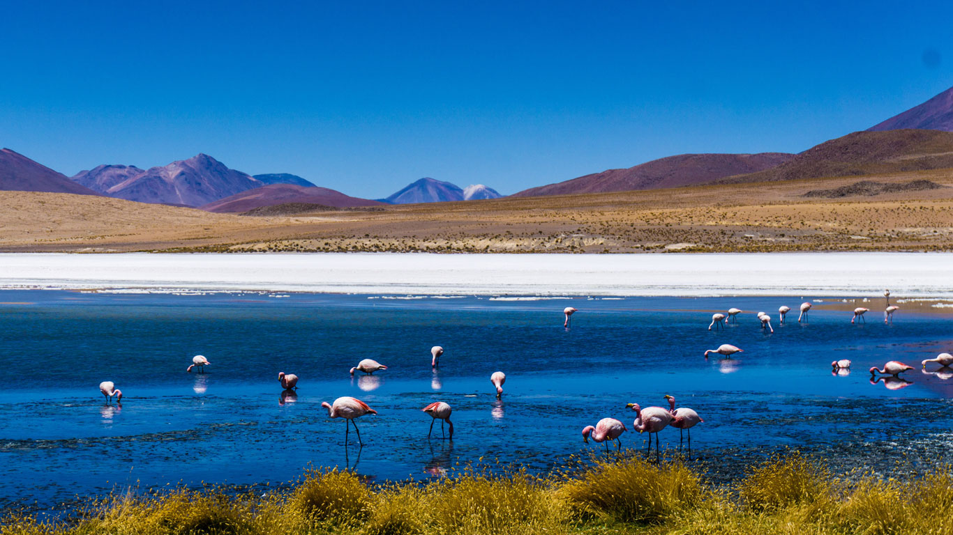 Flamingos by a blue lagoon in Bolivia