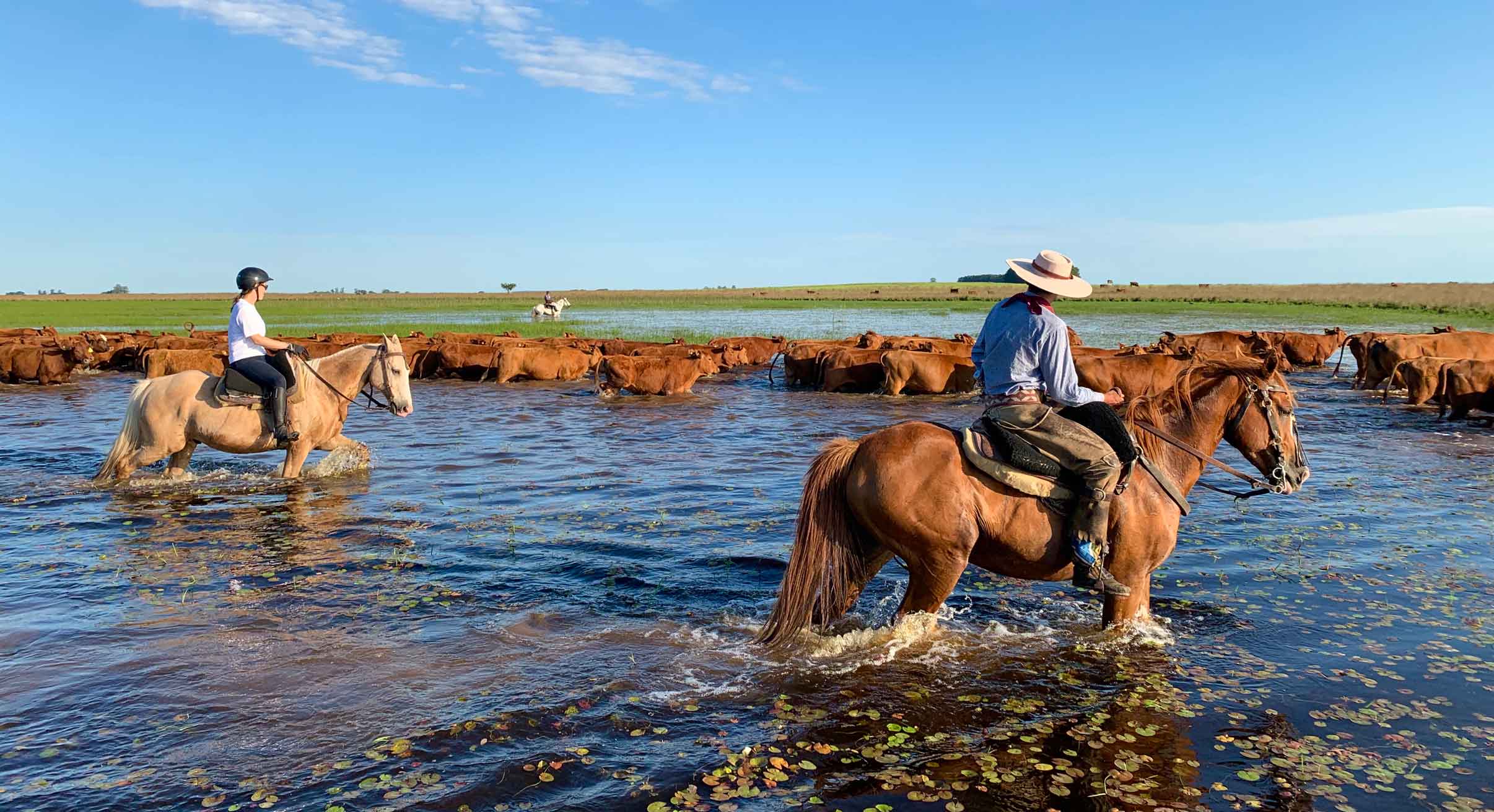 Herding cattle on horseback in gaucho country, Argentina