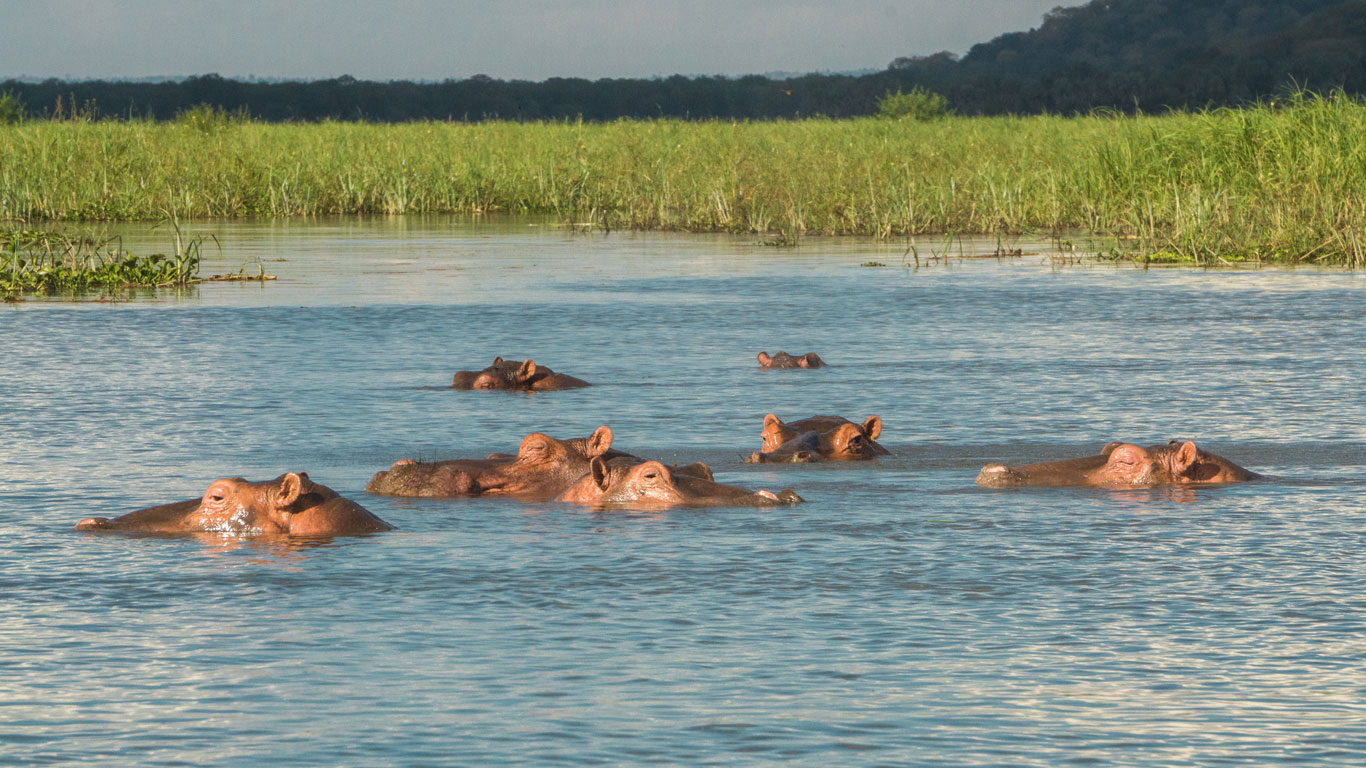 Hippos in Shire River in Liwonde National Park in Malawi