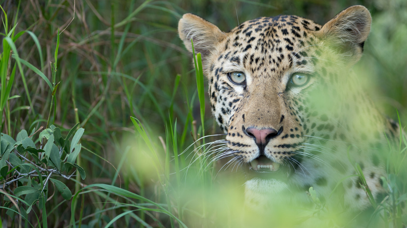 Leopard in Bwabwata National Park in Namibia