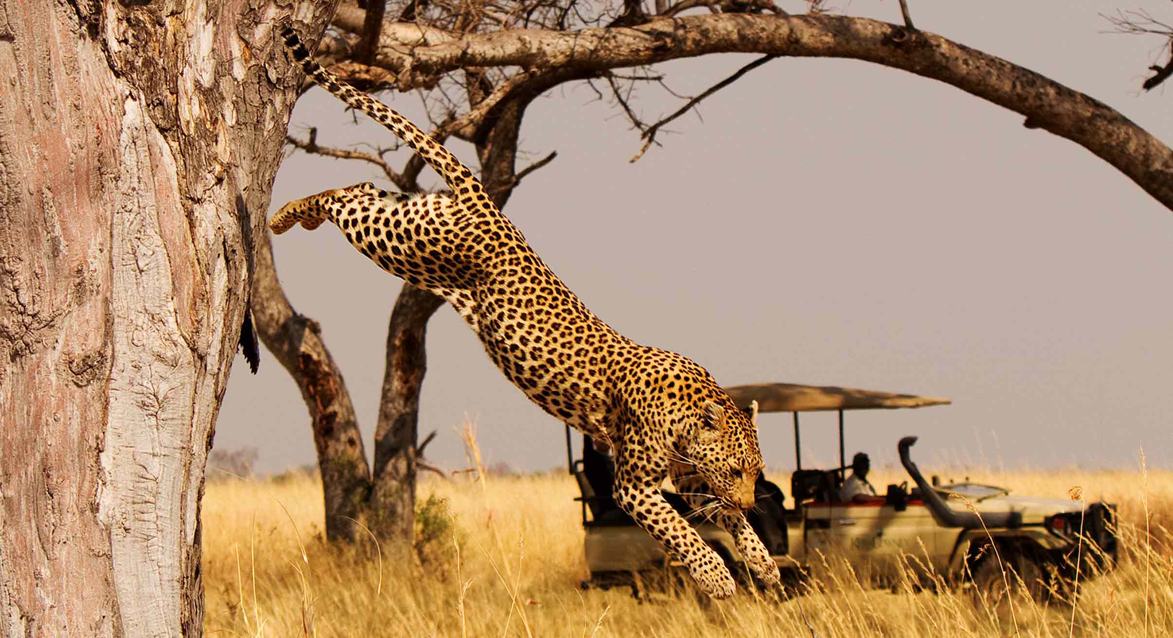 Leopard leaping from tree on family safari in Botswana