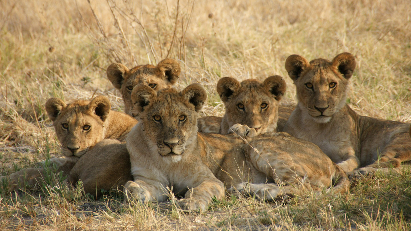 Pride of lions spotted on safari in Botswana