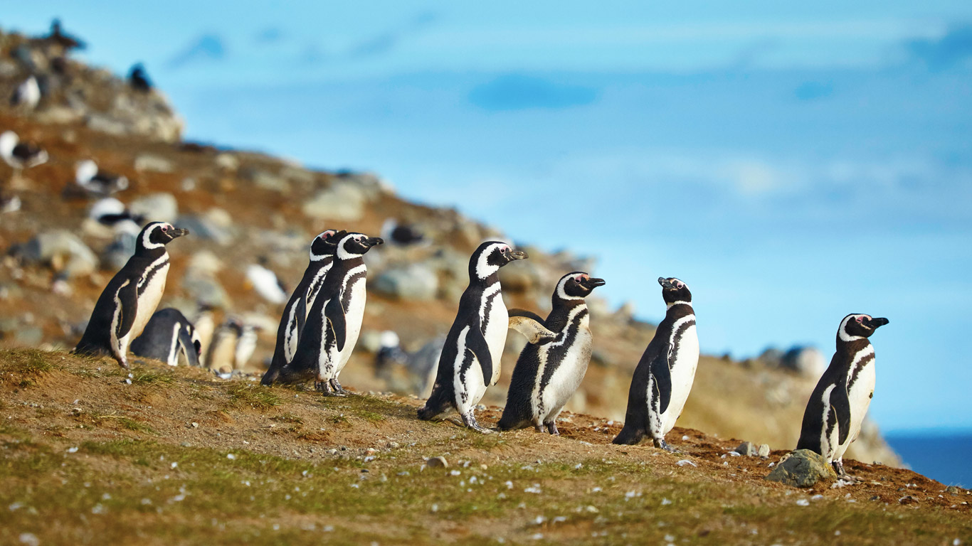 Penguins on Magdelena island, Patagonian Chile