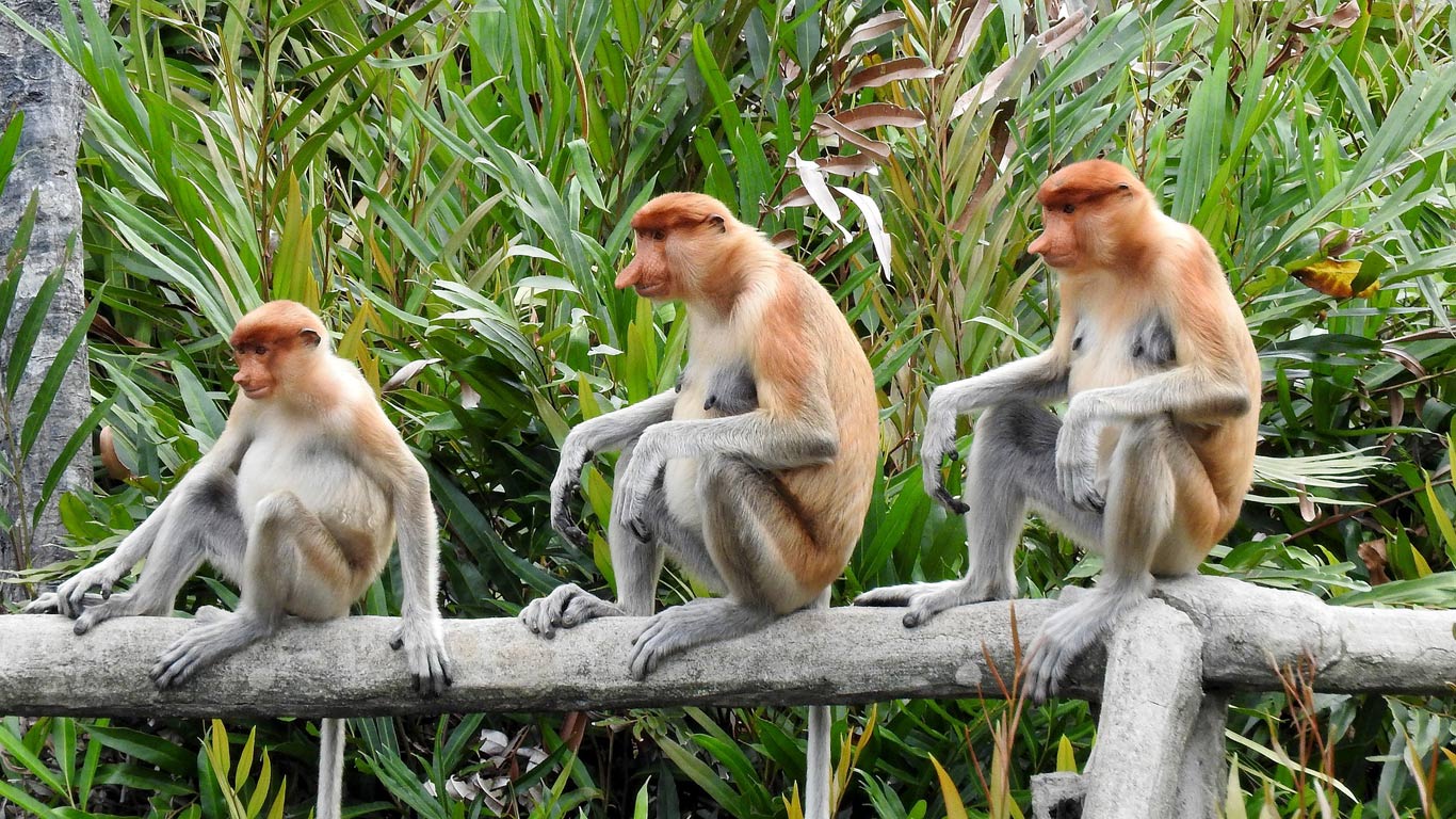 Three proboscis monkeys sitting on a branch in Borneo