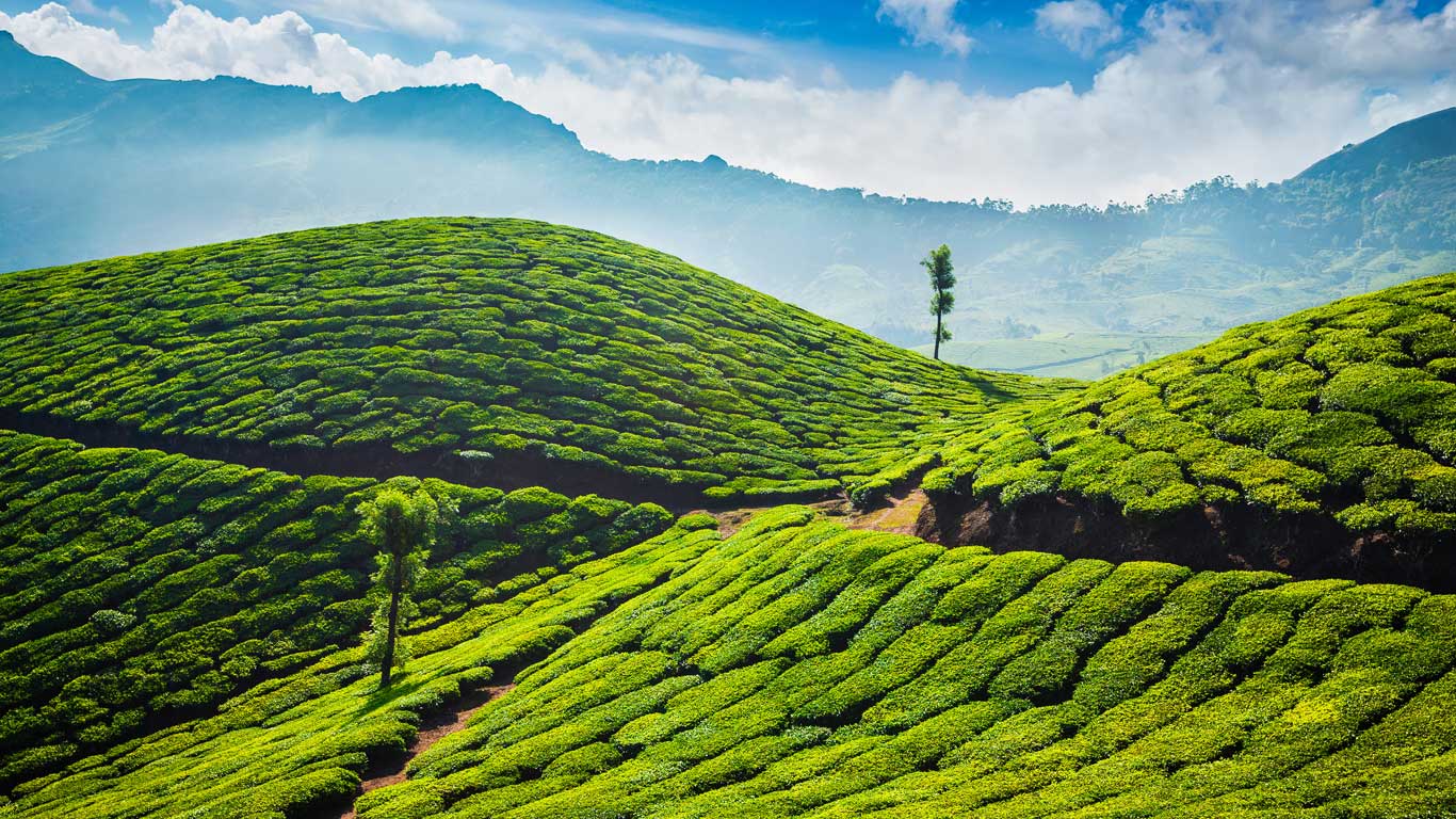 Tea plantations in Munnar in Kerala, India