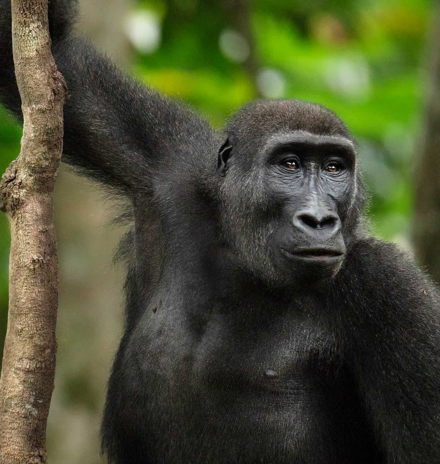 Western lowland gorilla in the Republic of Congo