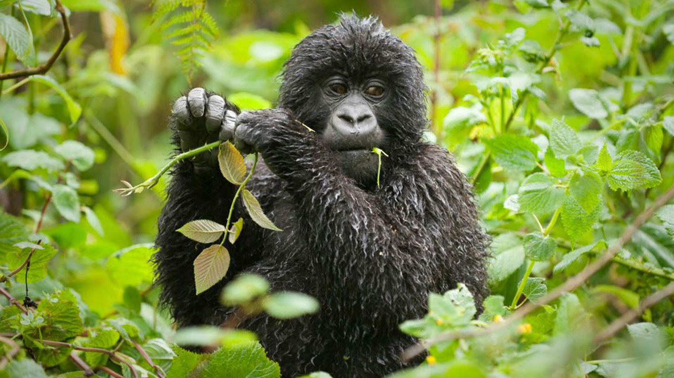Gorilla in Bwindi forest in Uganda
