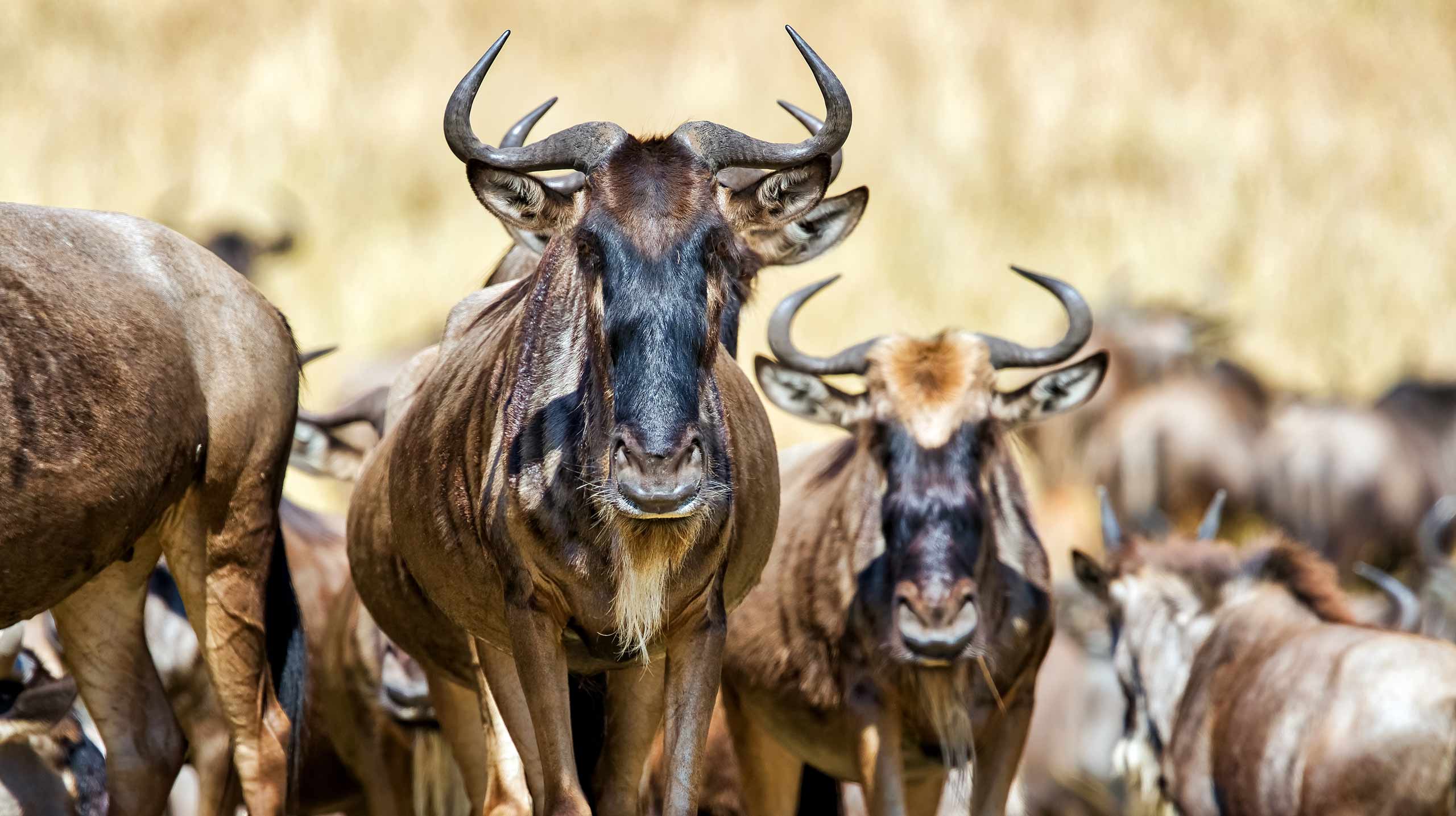 Wildebeest Great Migration in Kenya on a classic safari
