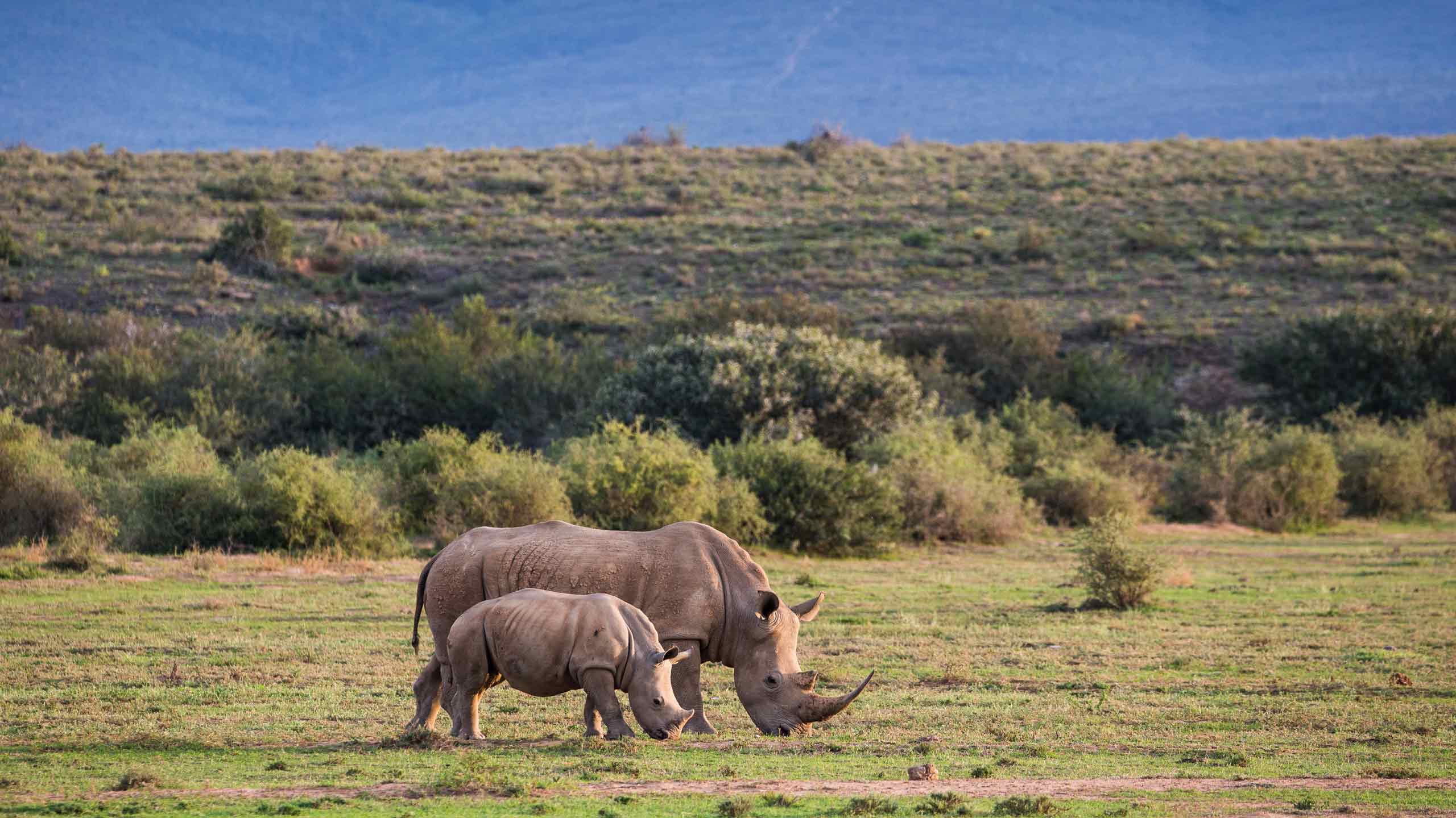 Rhino grazing in Kwande Private Game Reserve in South Africa