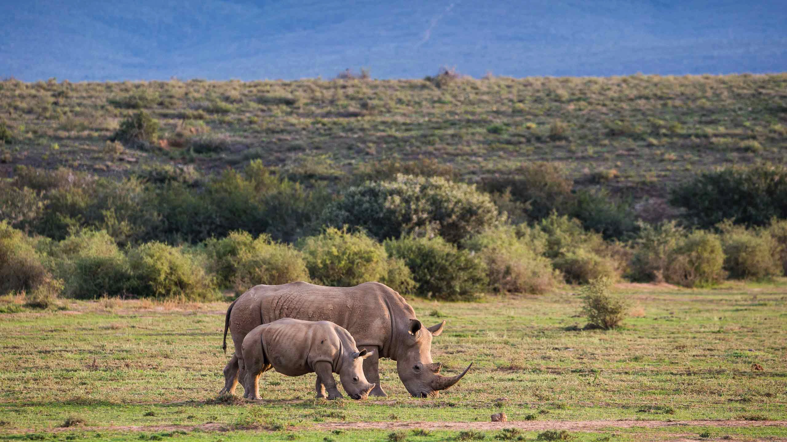 Rhino grazing in Kwande Private Game Reserve in South Africa