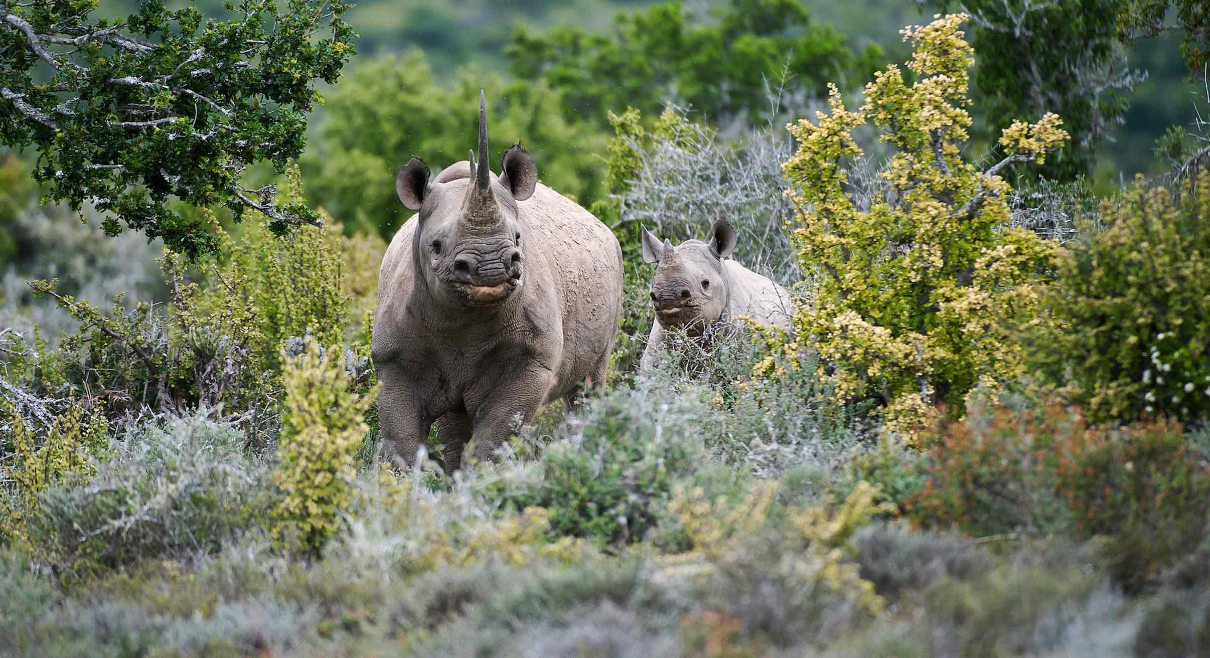 Rhino in Kwande Private Game Reserve in South Africa