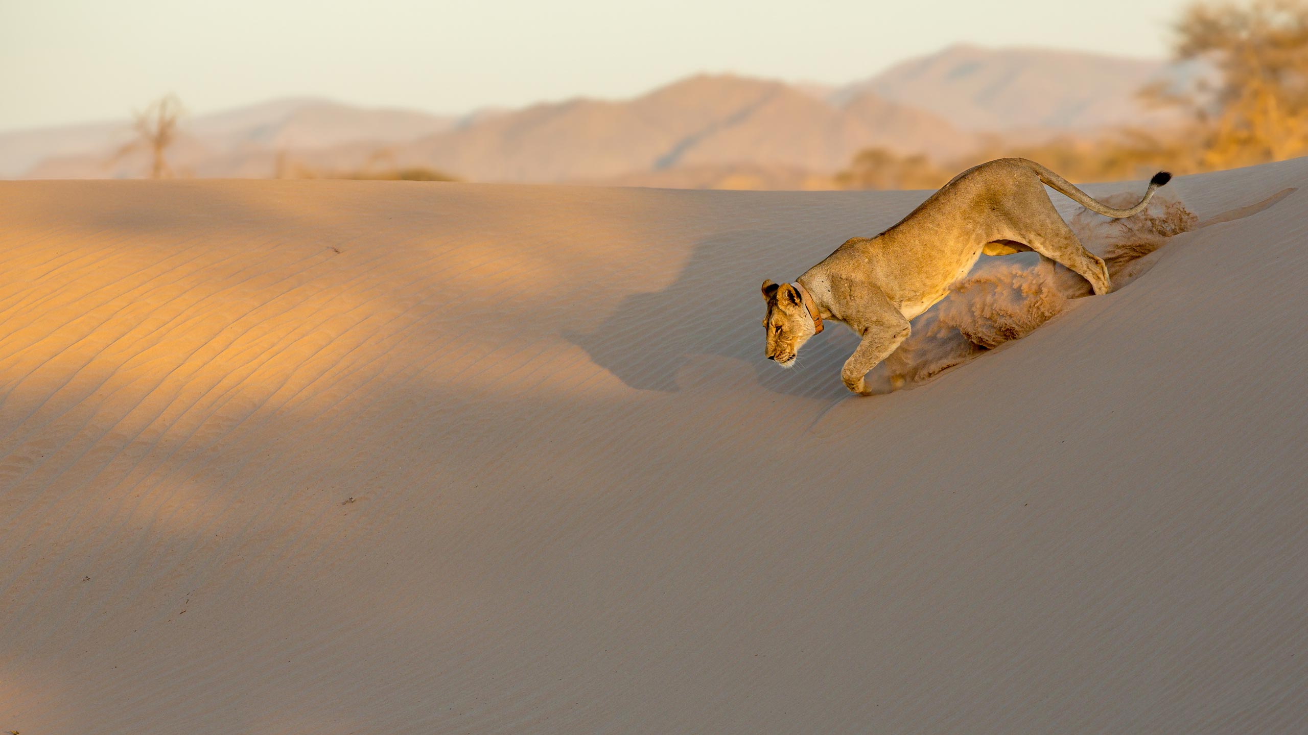 Desert Adapted Lion in Namibia