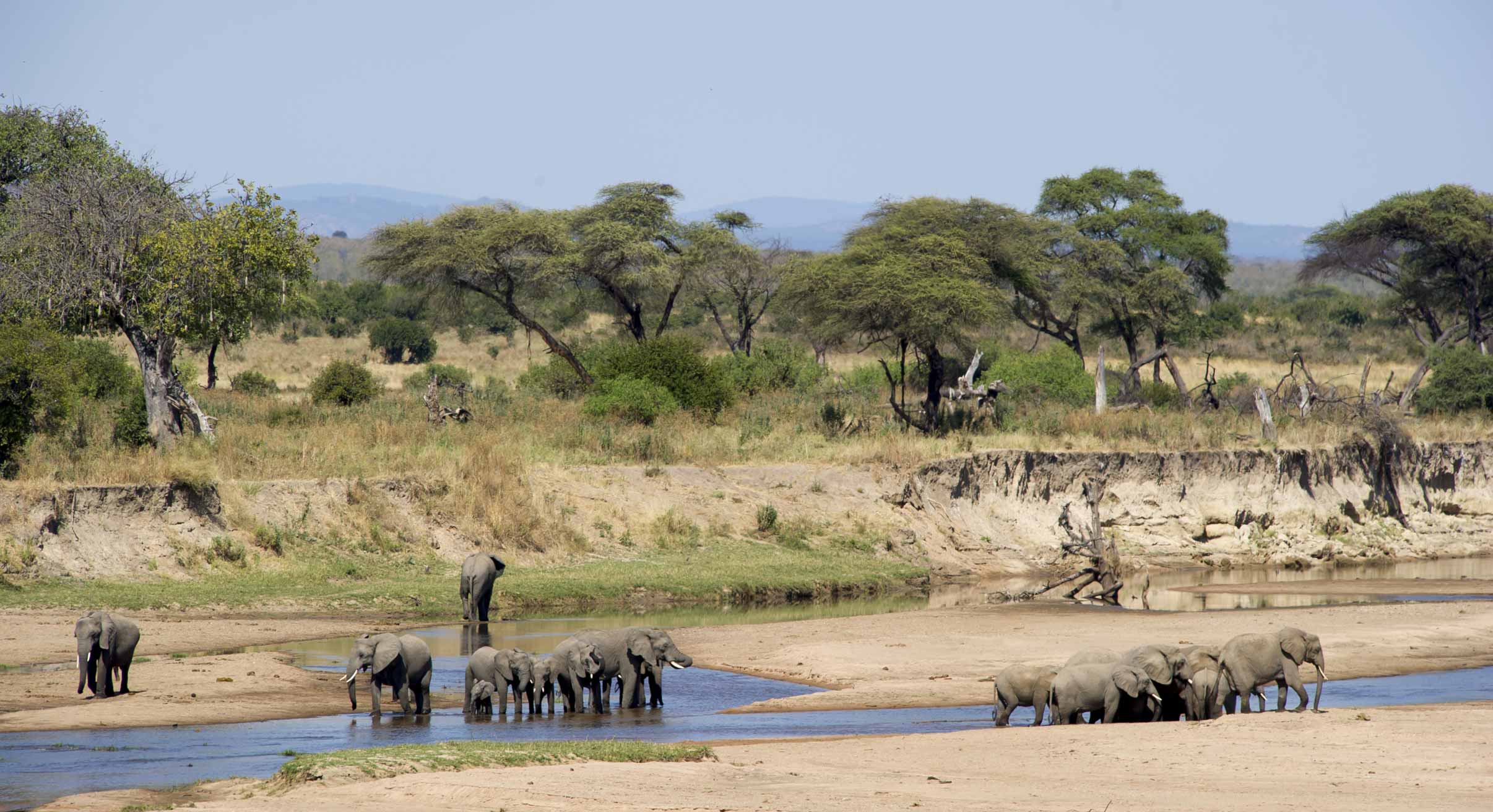 Elephants in Nyerere National Park in Tanzania