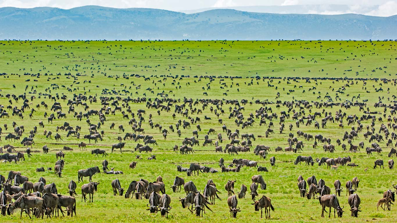 Wildebeest grazing in Tanzania