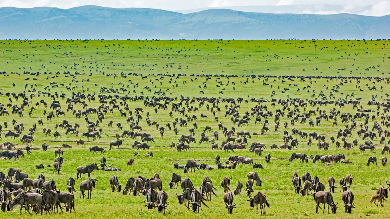 Wildebeest grazing in Tanzania