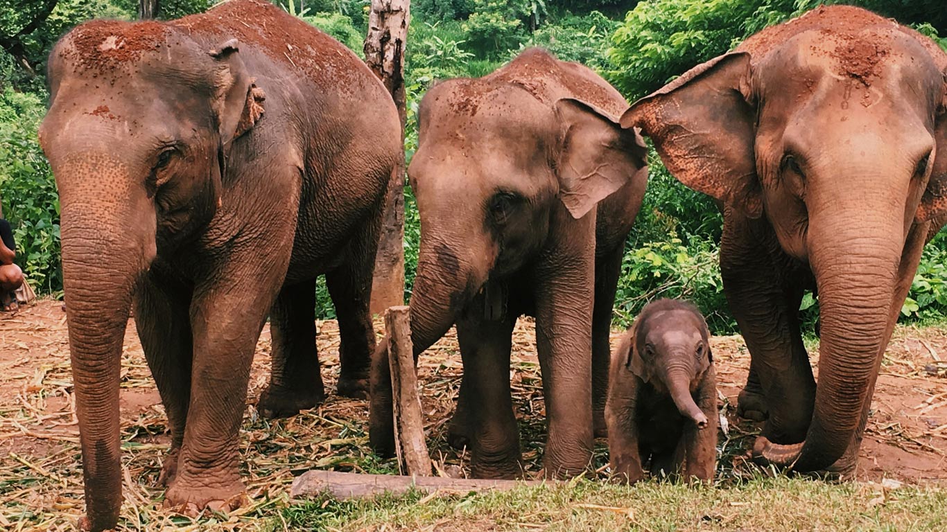 Elephants in Chaing Mai in Thailand
