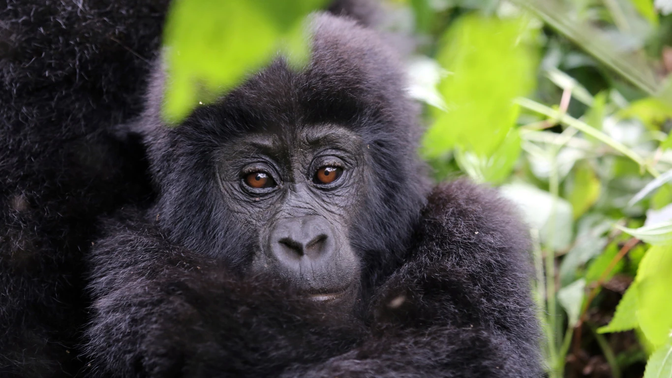 Tracking Gorillas in Uganda