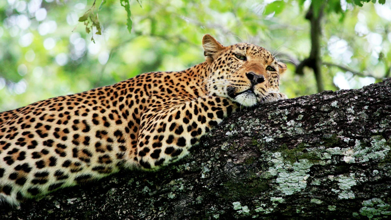 Leopard in South Luangwa National Park in Zambia