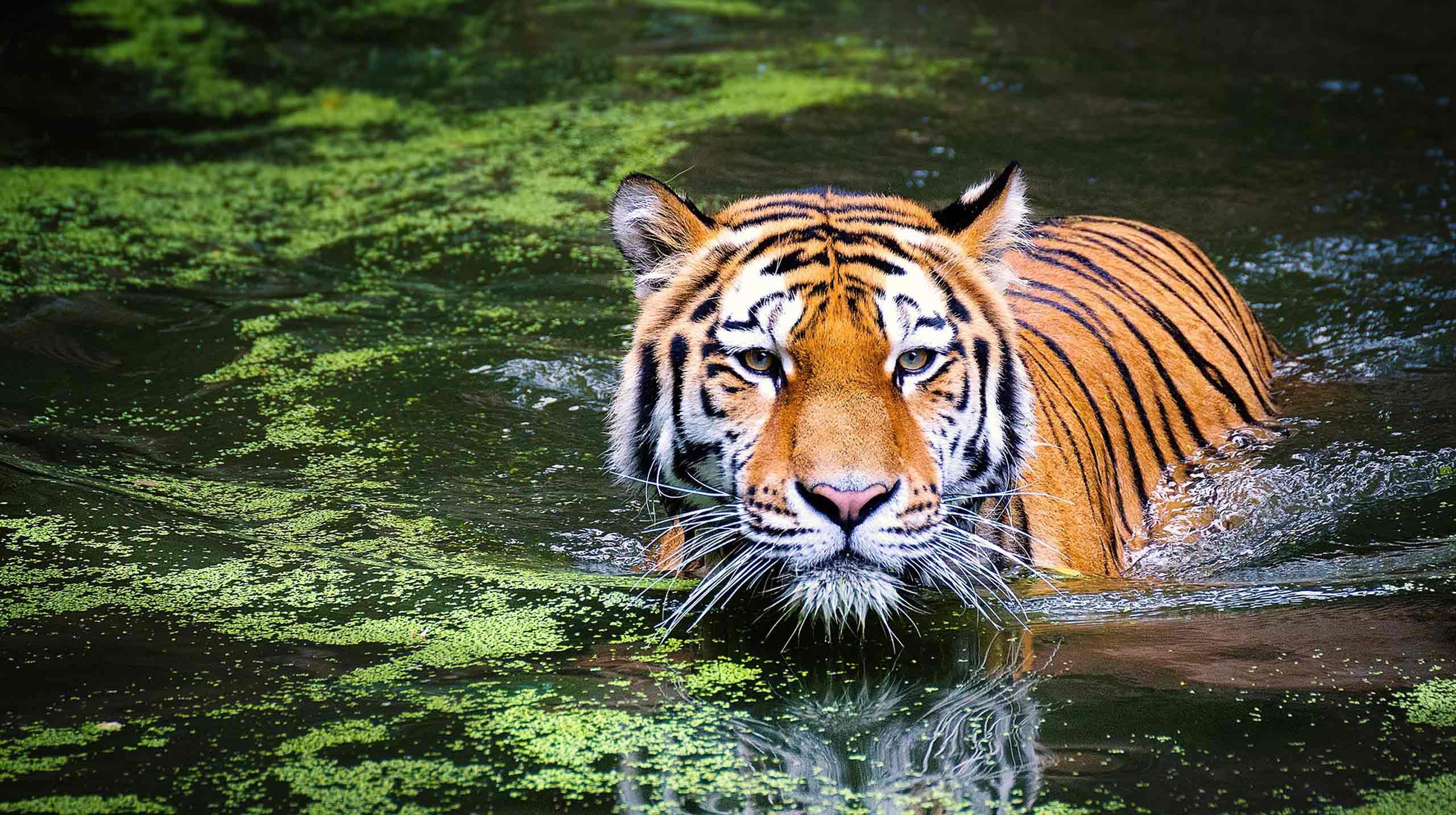 Bengali tiger in India