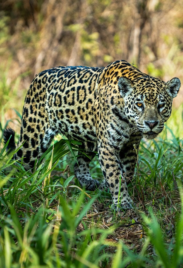 Spotting jaguar on safari in Brazil