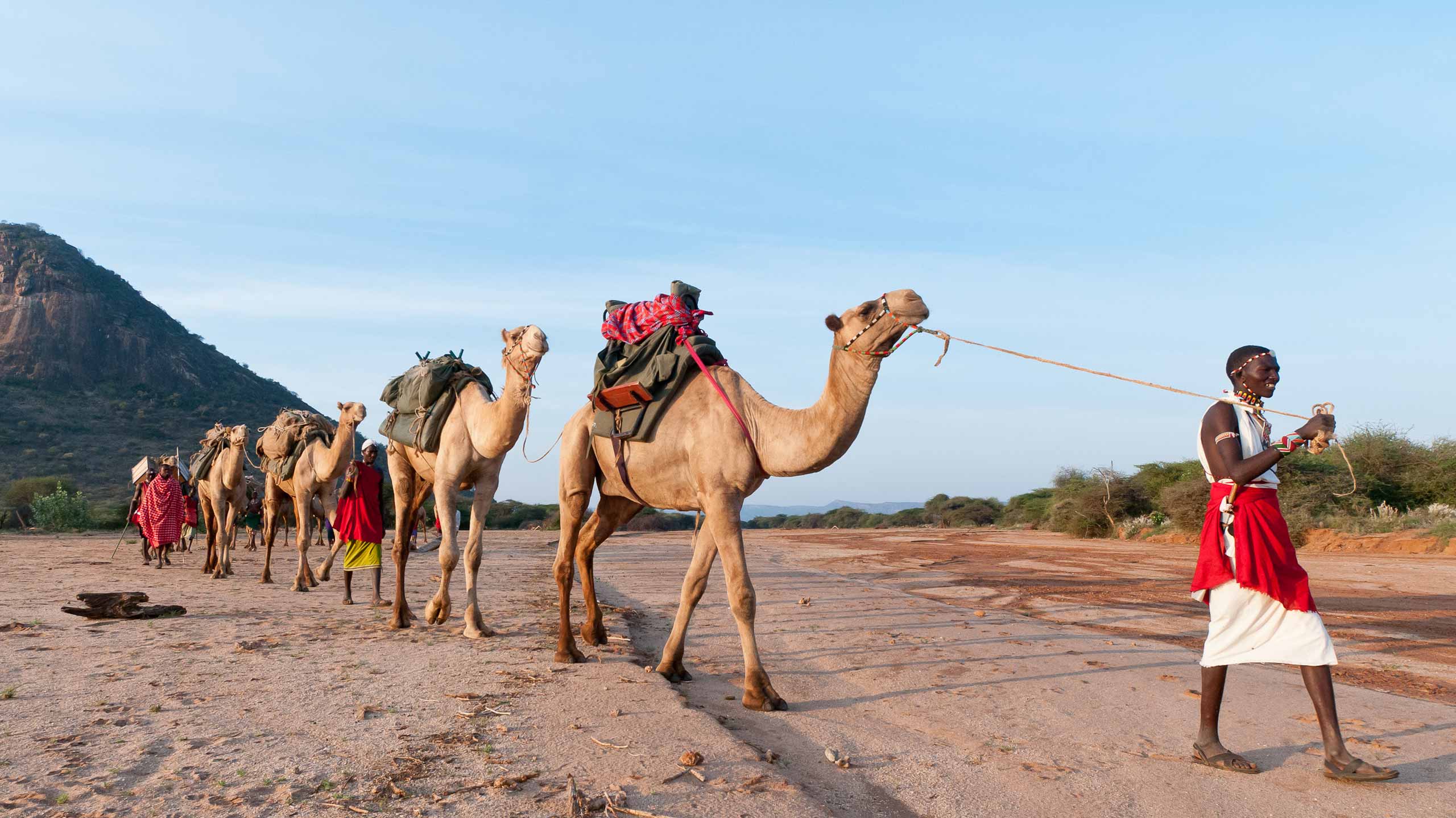Camel trekking in Laikipia in Keyna