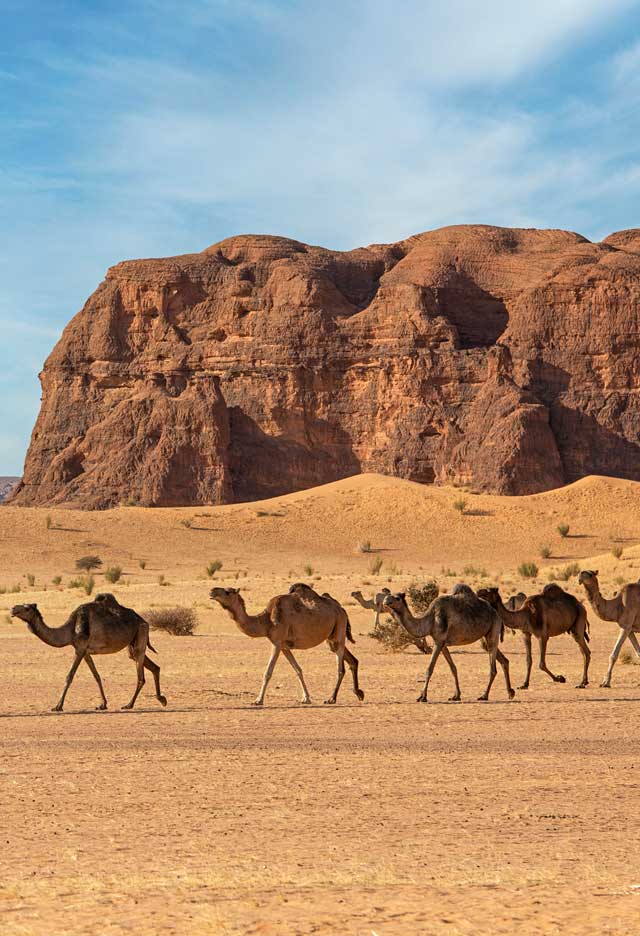 Camel trekking in Chad