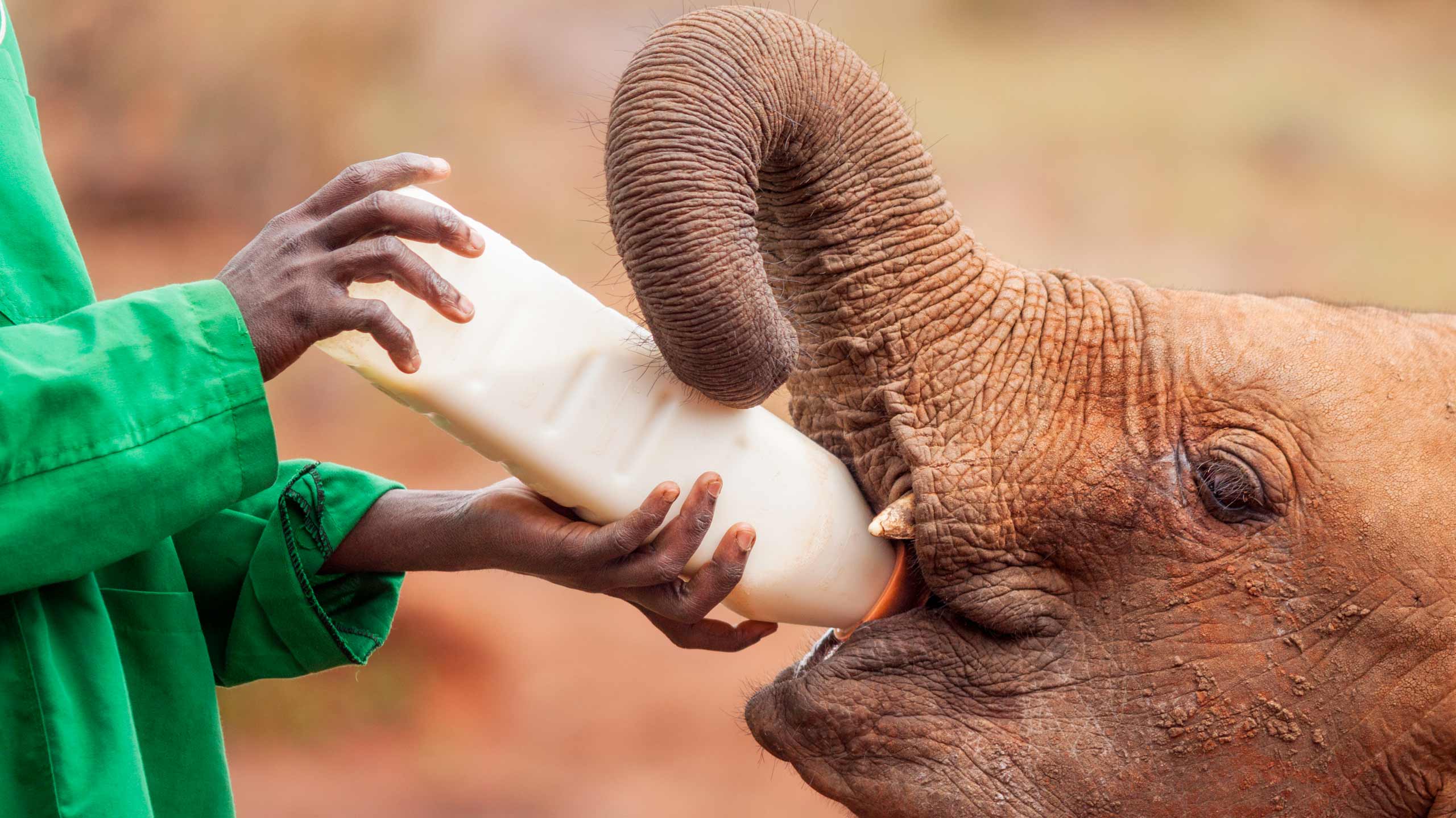 Elephant orphanage in Africa