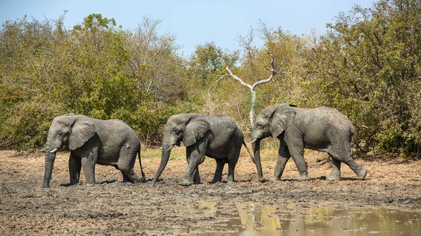 Elephants in Zakouma National Park in Chad