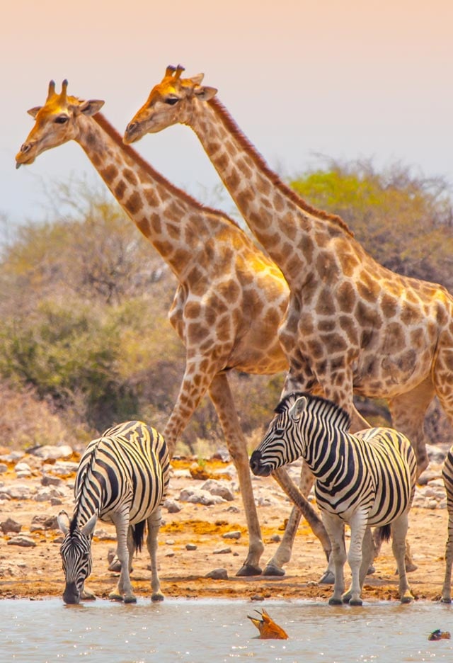 Giraffes and Zebra on a classic safari experience