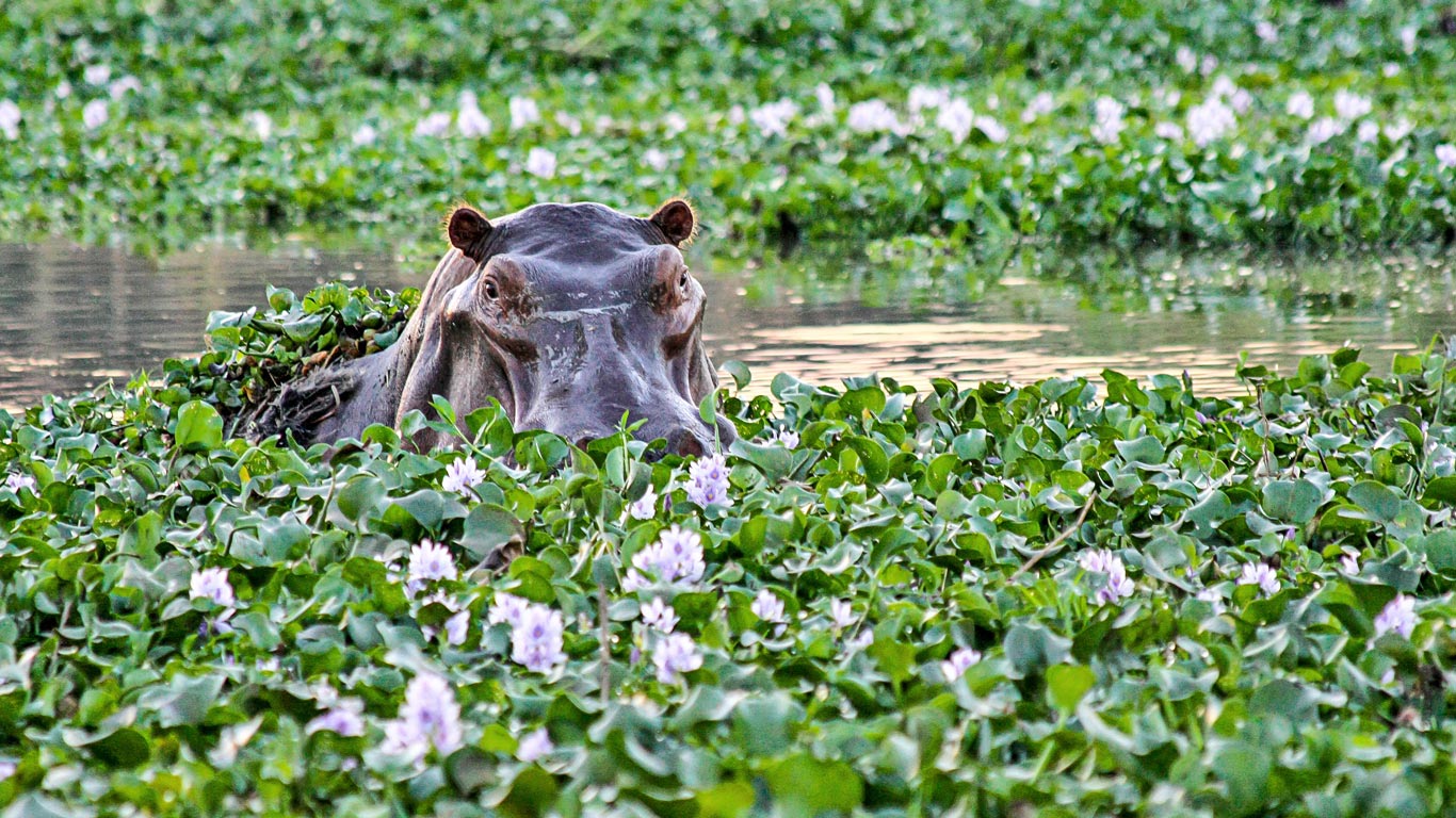 Hippo in Lower Zambezi National Park in Zambia