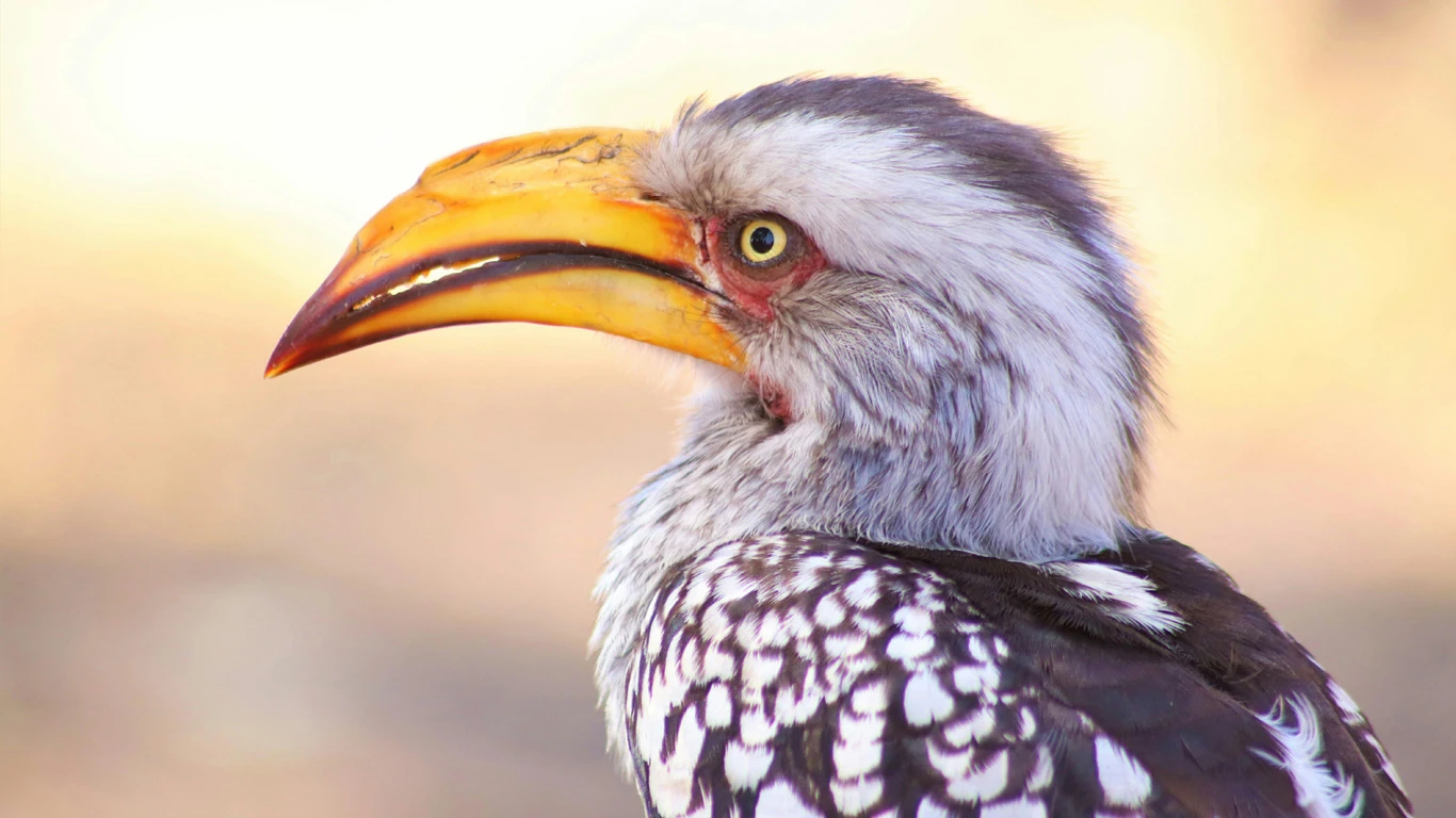 Hornbill in Zimbabwe