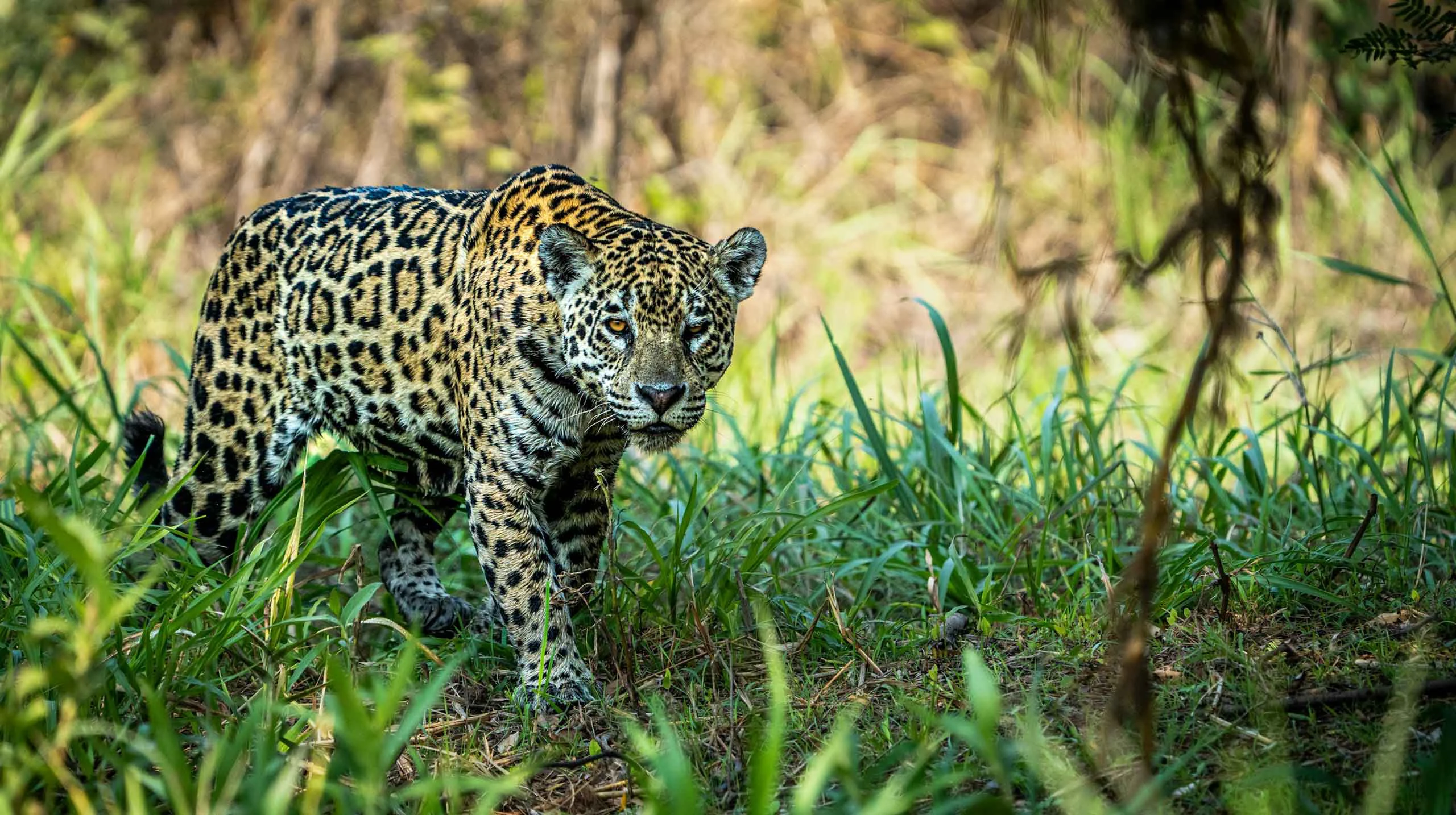 Jaguar safari in Brazil