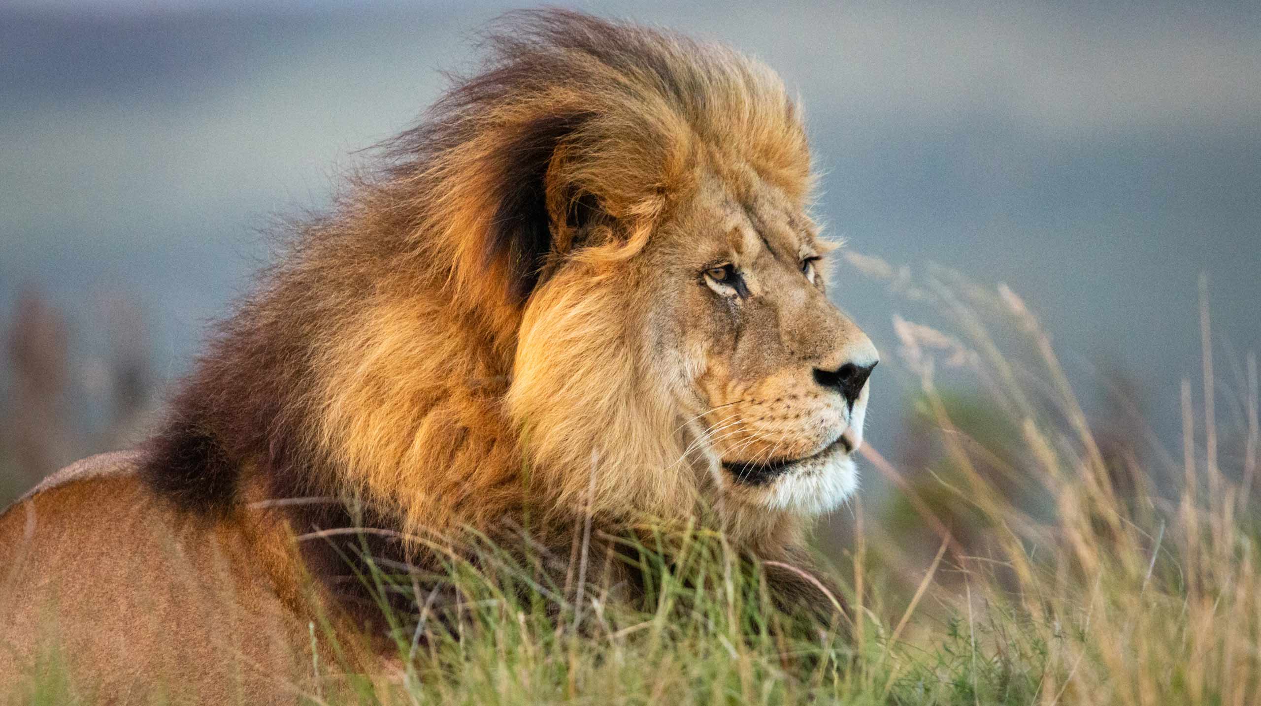 Spot lion on a classic safari in Africa