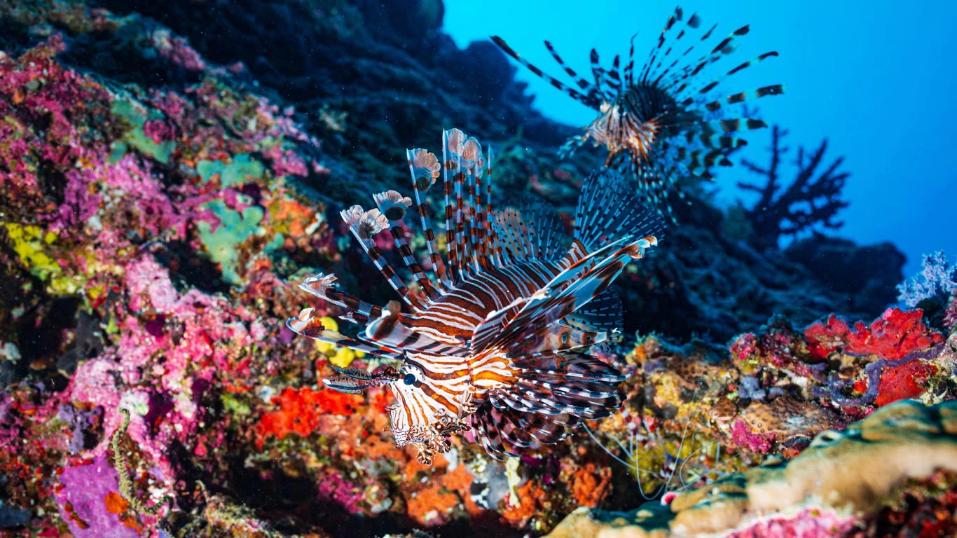 Coral reef in the Maldives