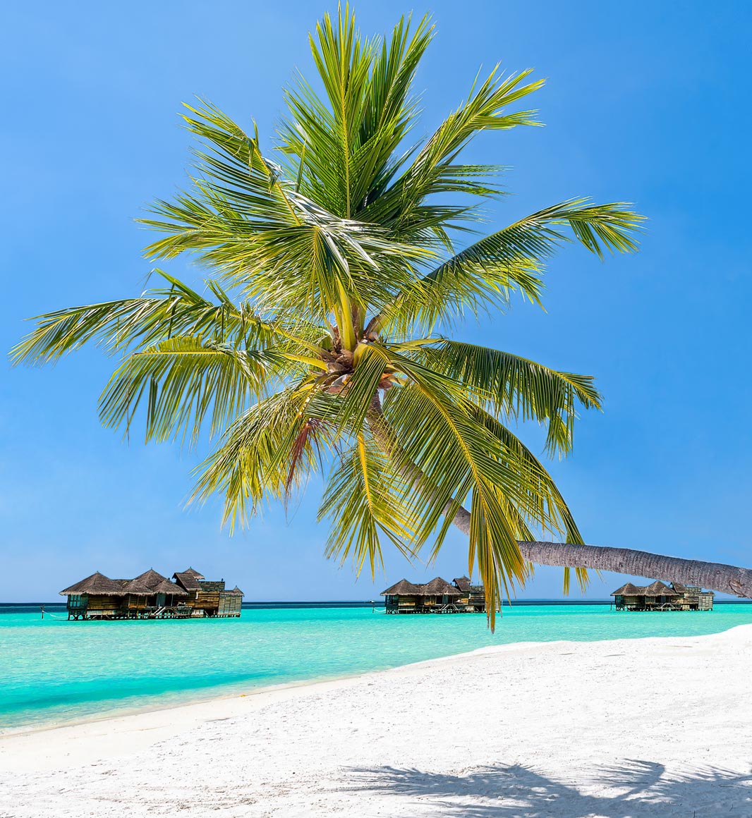 Beach with palm tree in the Maldives