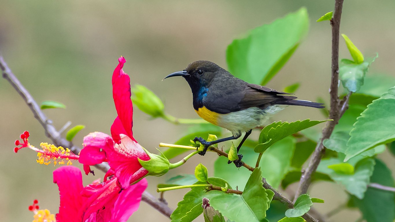 Newton's Sunbird eating the nectar of a hibiscus flower in Sao Tome & Principe