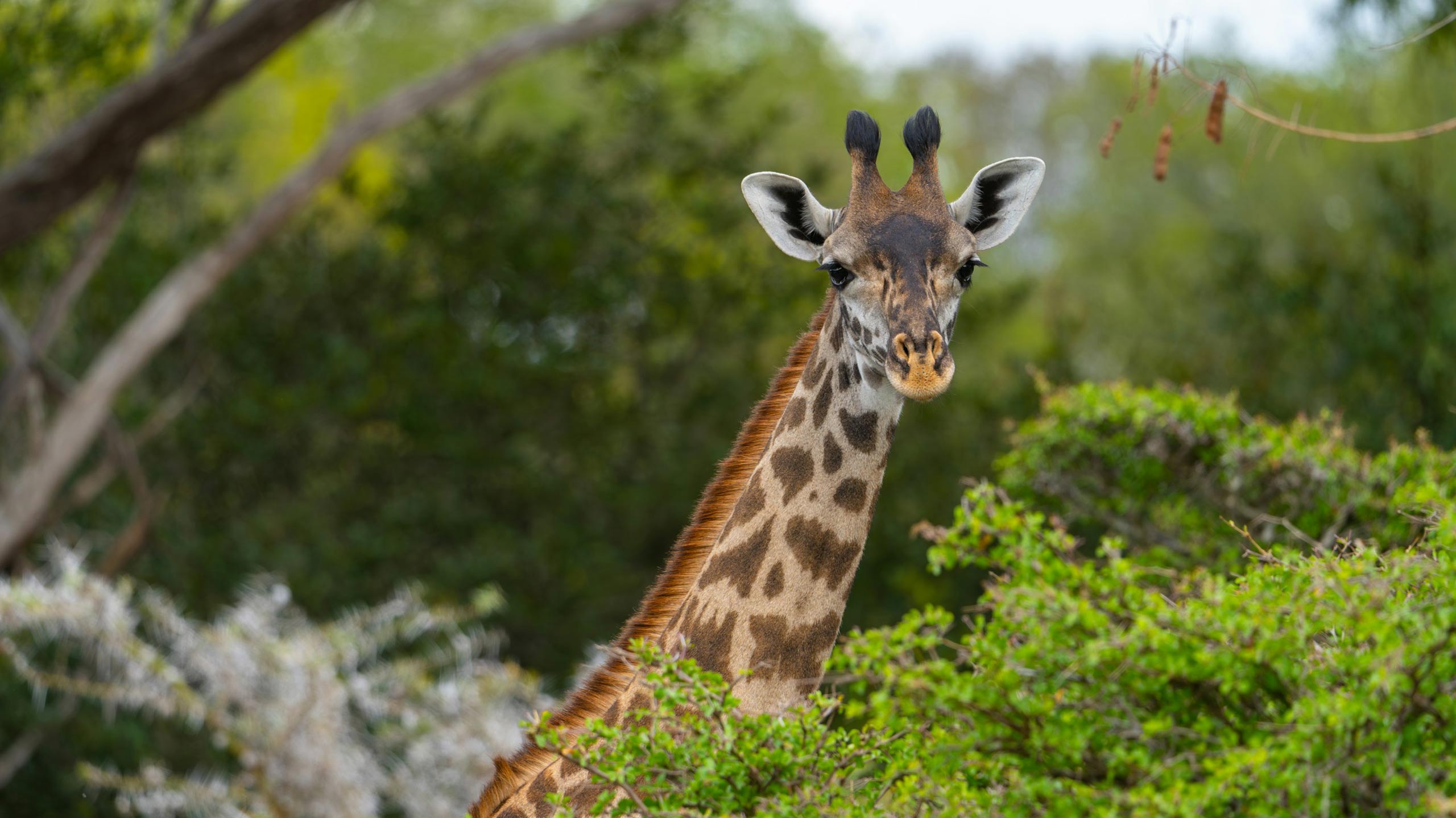 Giraffe in Nyerere National Park in Tanzania