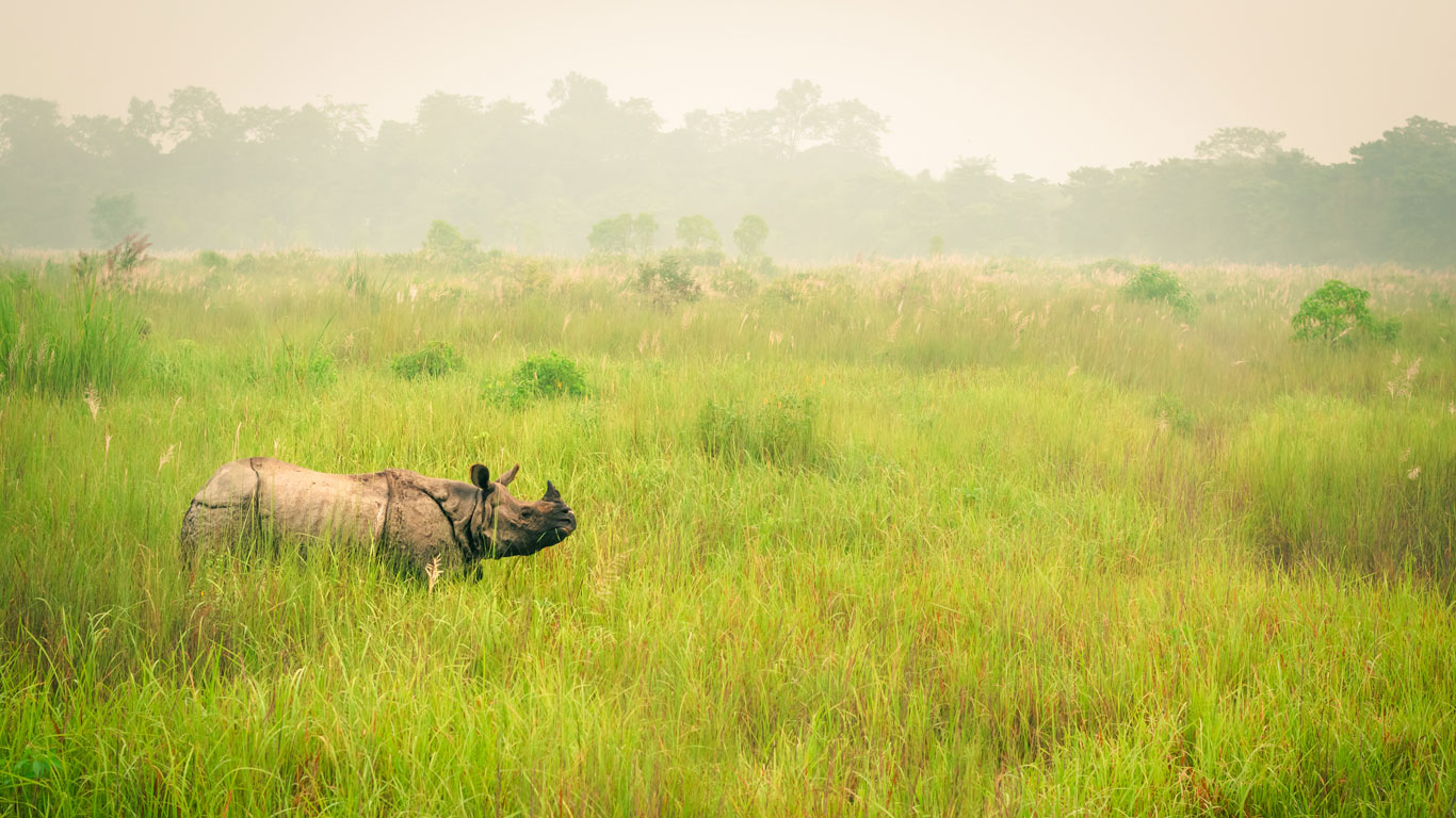 Rhino in Chitwan National Park in Nepal