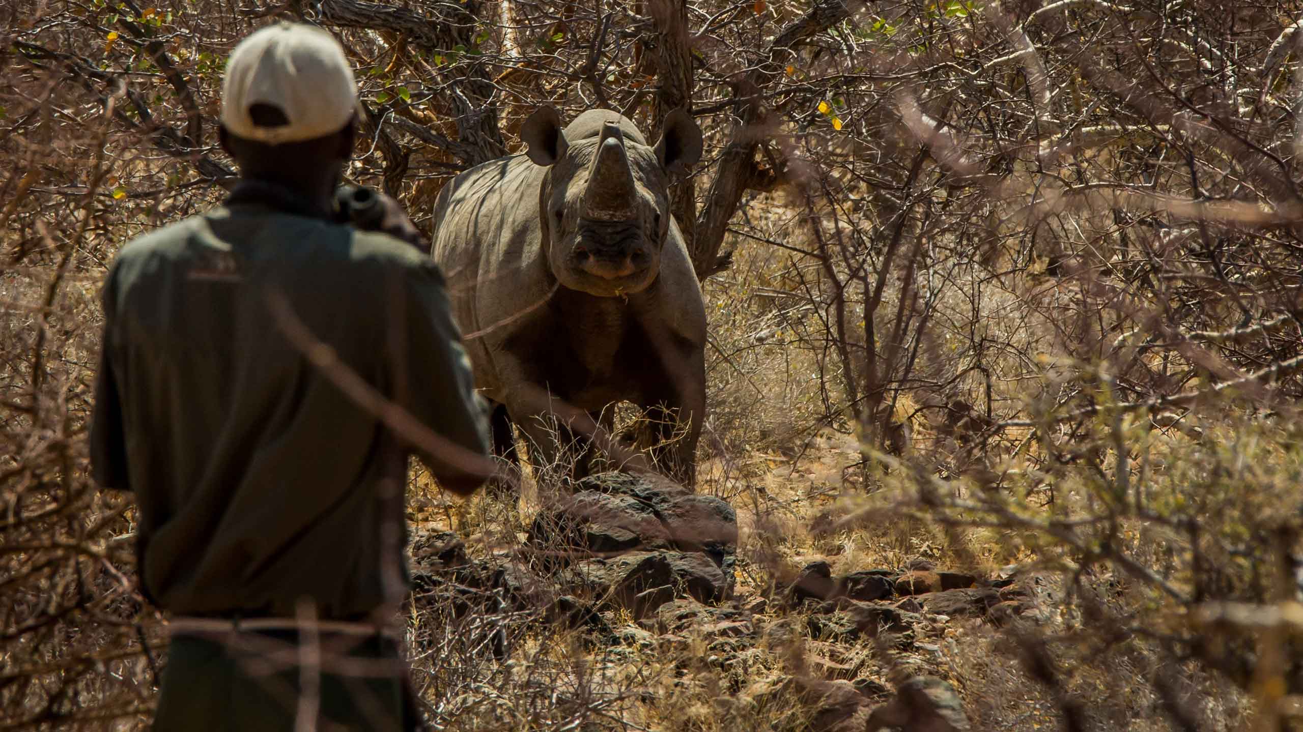 Rhino tracking in Namibia