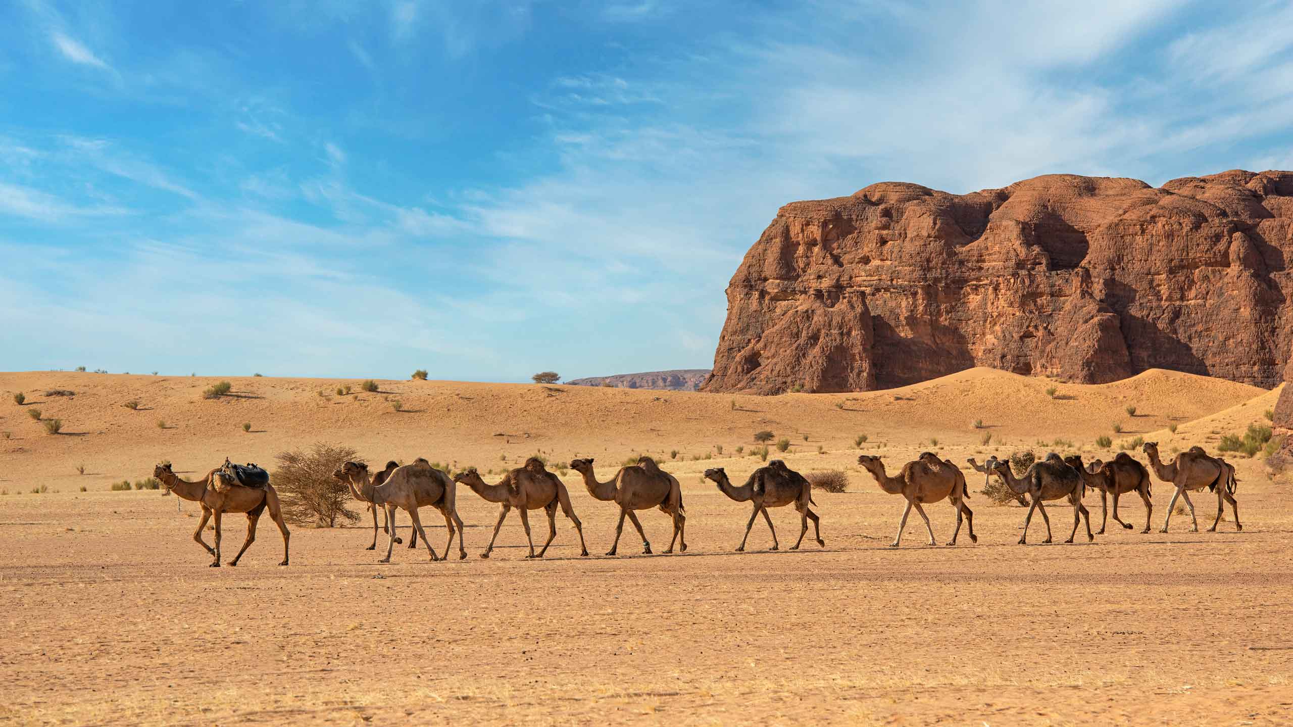 Train of camels in Chad Ennedi desert on small group journey