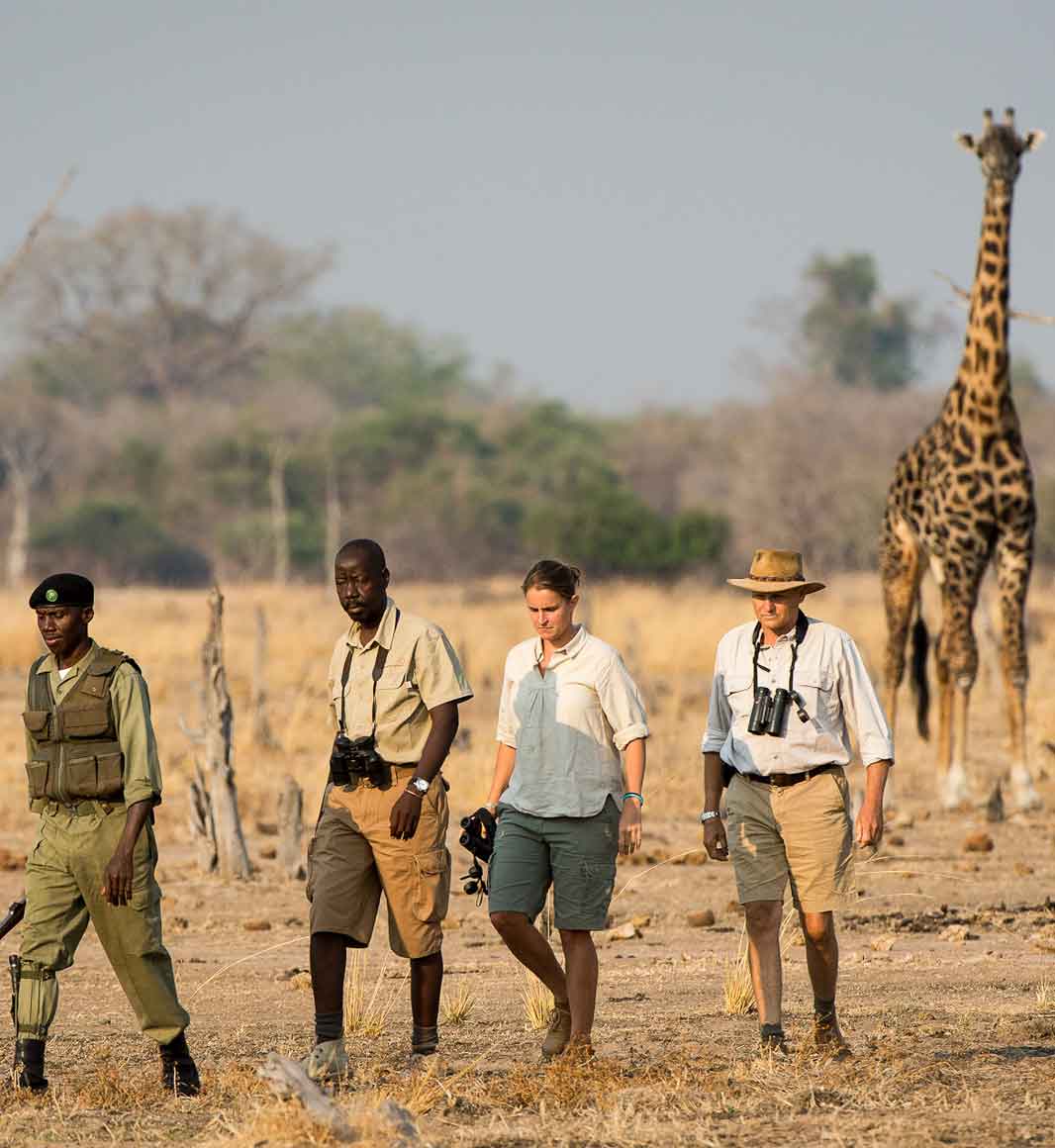Giraffe on walking safari in Zambia