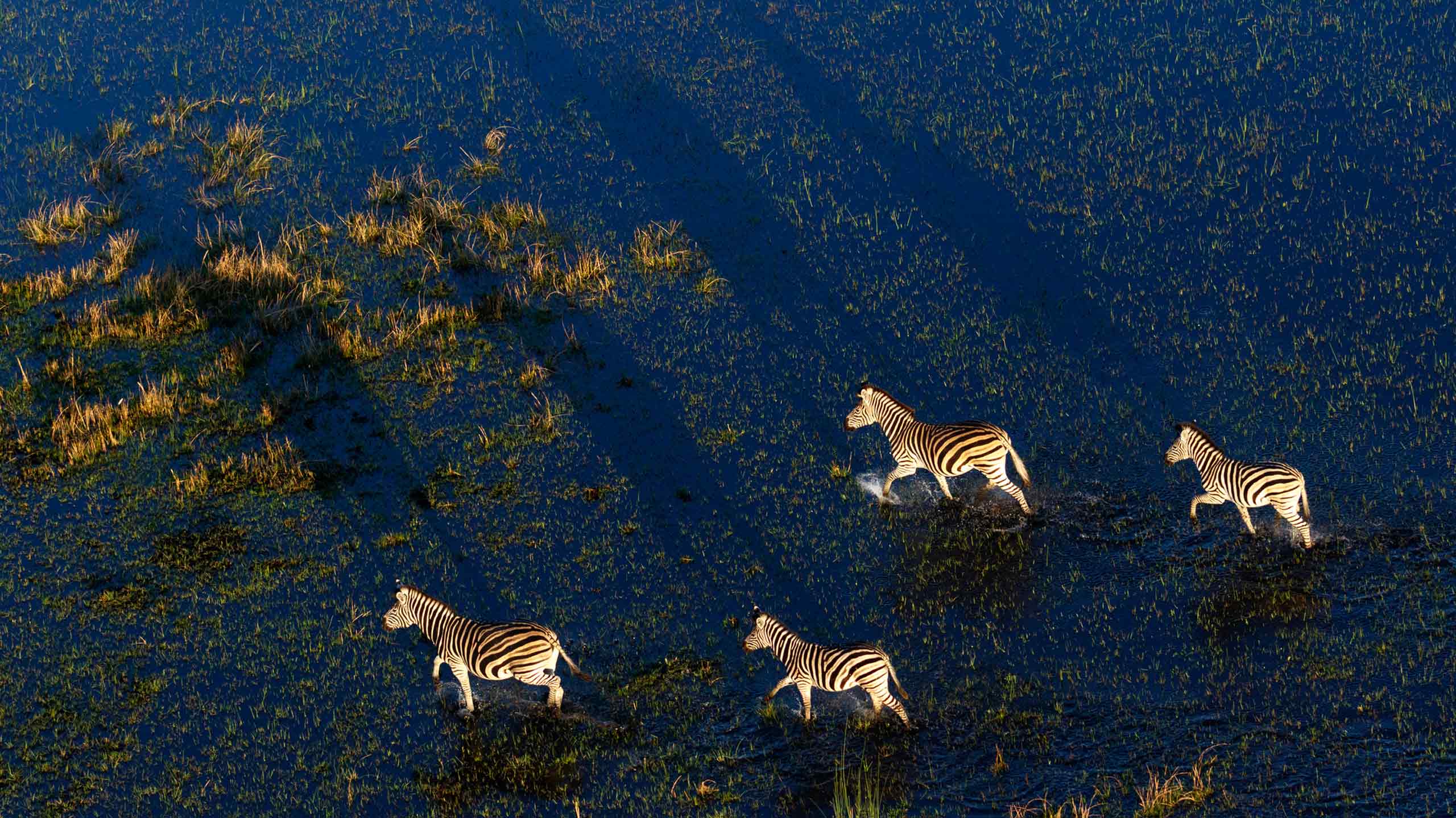 Aerial view of herd of Zebras in Okavango Delta, Botswana