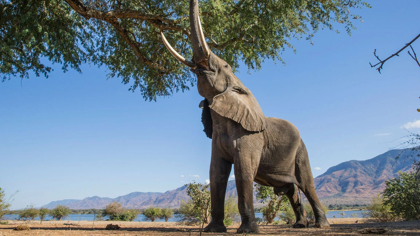Elephant in Mana Pools National Park in Zimbabwe