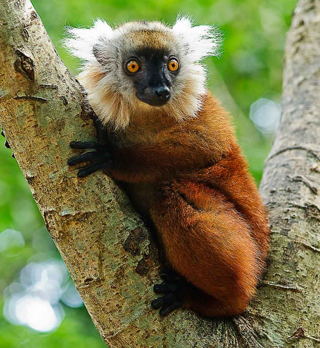 Black lemur in Madagascar