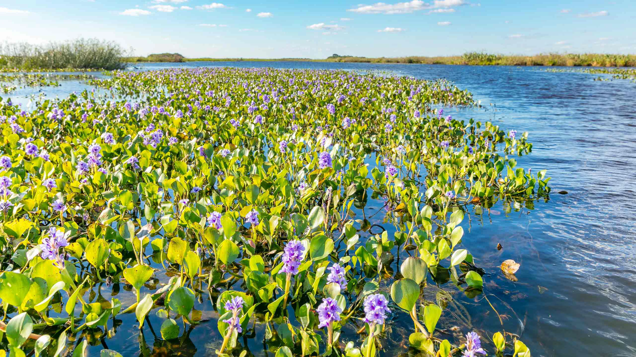 Camalotes in Ibera Wetlands in Argentina