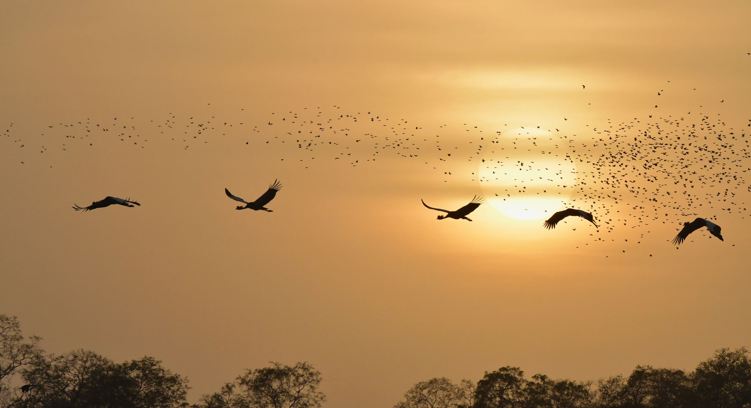 Cranes flying in Zakouma National Park in Chad