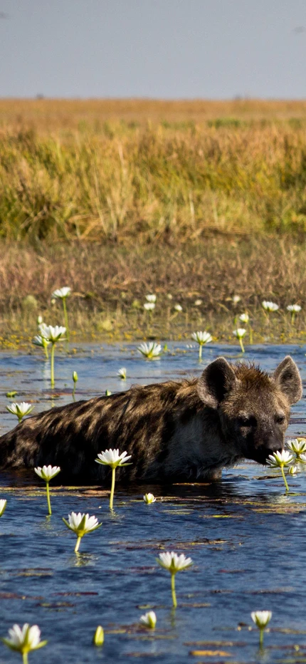 Hyena in Liuwa Plains in Zambia