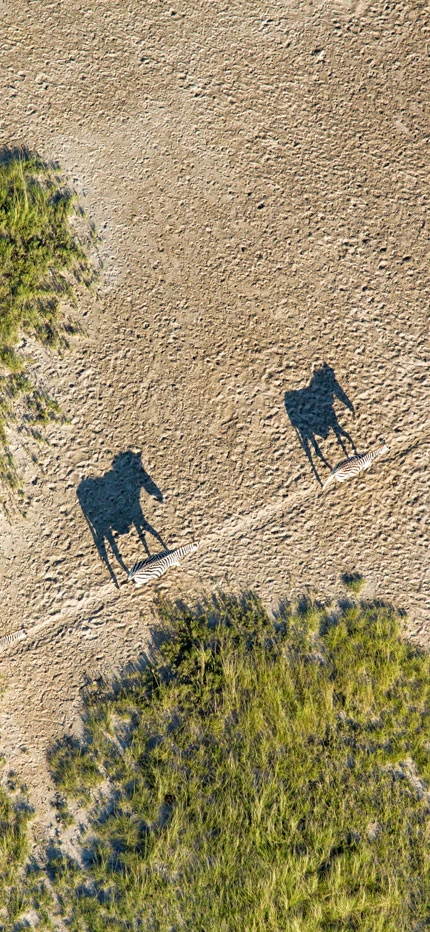 Zebra migration across the Makgadikgadi Pans in Botswana