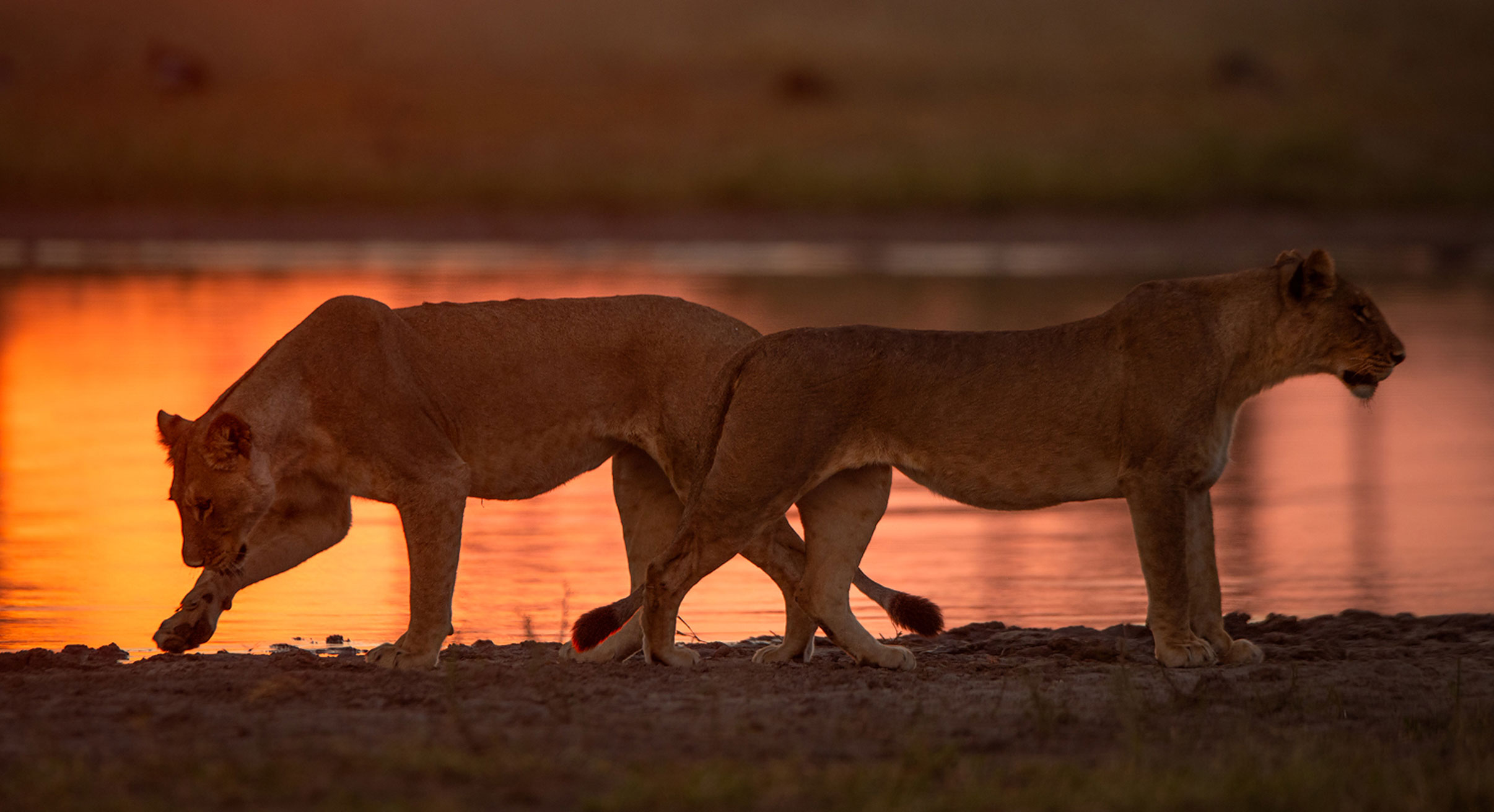 Lionesses in the Okavango Delta, Botswana