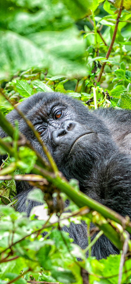 Gorilla relaxing in the undergrowth in Rwanda